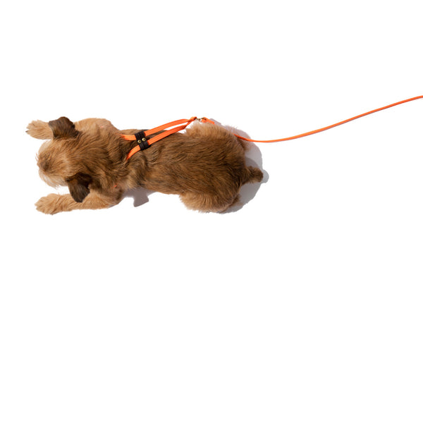 Step-In Dog Harness & Leash Nylon