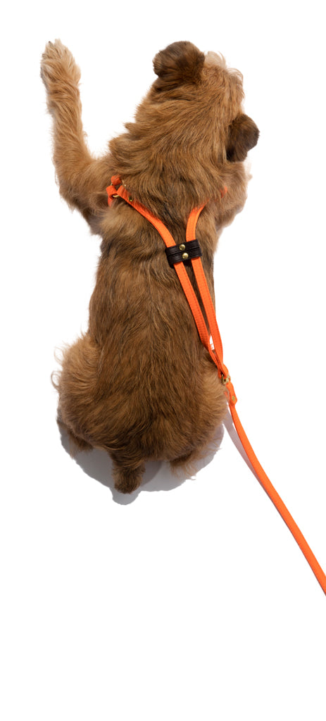 Step-In Dog Harness & Leash Nylon w/Leather Accents