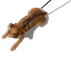 Step-In Dog Harness & Leash Leather