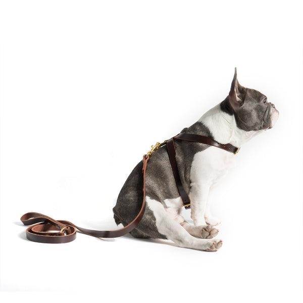 K-Harness & Leash - Mr. Dog New York
