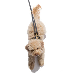 Step-In Dog Harness & Leash Nylon w/Leather Accents